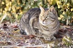 公園の猫さん♪2