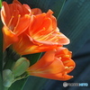 花木センターにて♪7