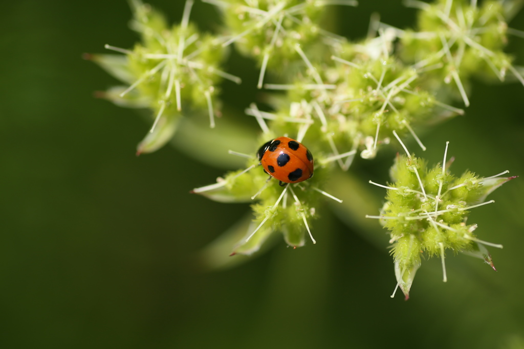 テントウムシさん♪6