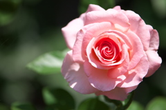真夏の薔薇♪1