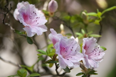唐沢山の躑躅♪5