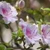 唐沢山の躑躅♪5