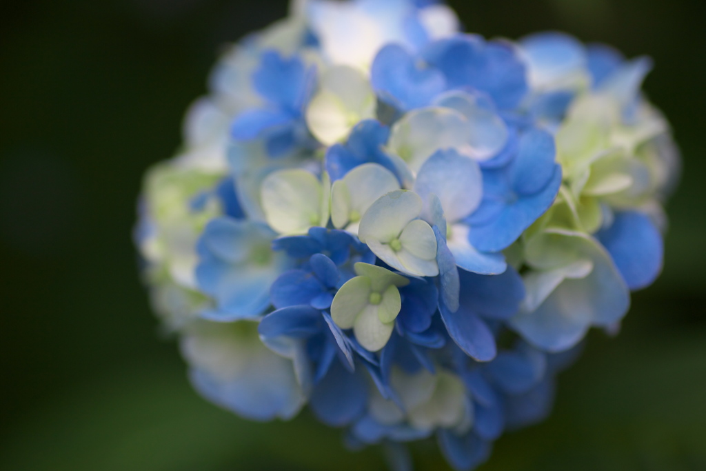 自然園の夏♪15