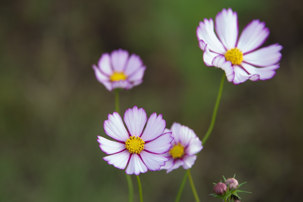 岸辺のコスモス♪9