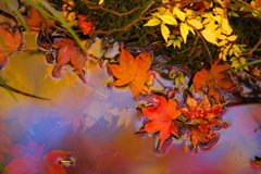 古峰神社の紅葉♪2