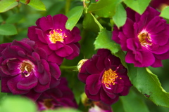 薔薇の微笑み♪2