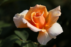 薔薇香る頃♪15