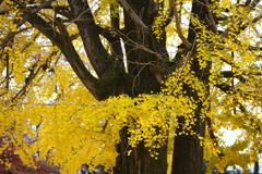 鑁阿寺・紅葉の頃♪2