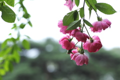 雨に濡れても♪1