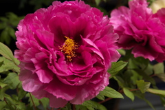 牡丹室内庭園♪1