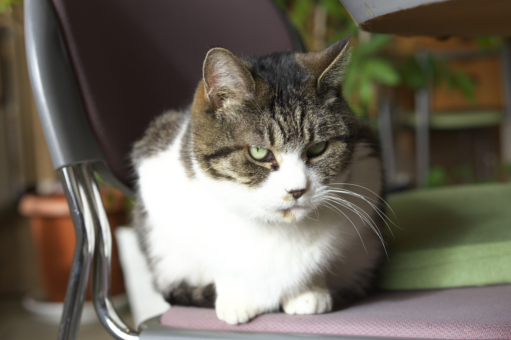 植物園の猫店長さん♪