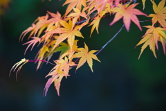 古峰神社の秋♪３