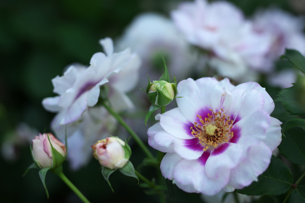 秋の薔薇・あしかがフラワーパーク♪4