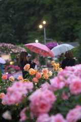 雨の日のフラワーパーク♪5