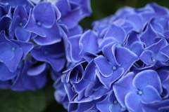 紫陽花♪1