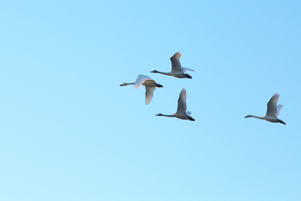 多々良沼の白鳥さん♪1