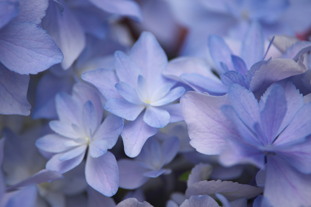 紫陽花展Ⅰ♪5