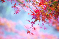 さよなら紅葉♪5