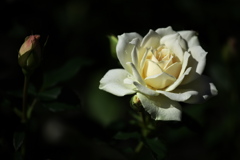 秋の薔薇・敷島公園♪4