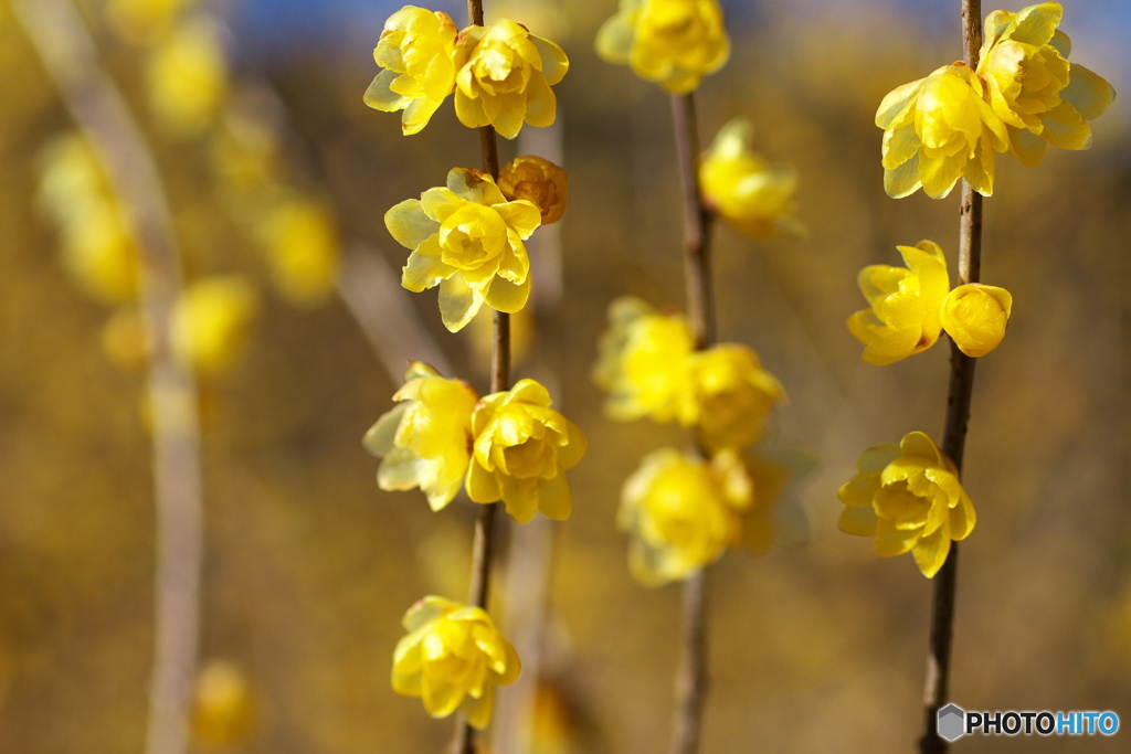 冬空に蝋梅香る