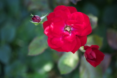 真夏のフラワーパーク♪12