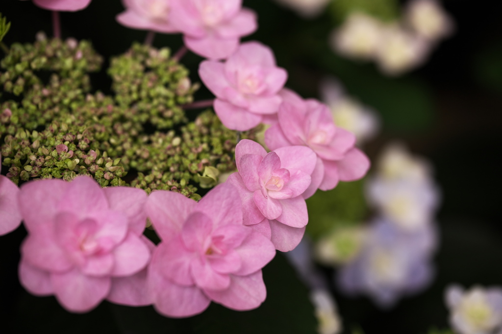 ちょっと早めの紫陽花さん♪2