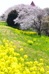 川辺の春♪1