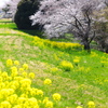 川辺の春♪1