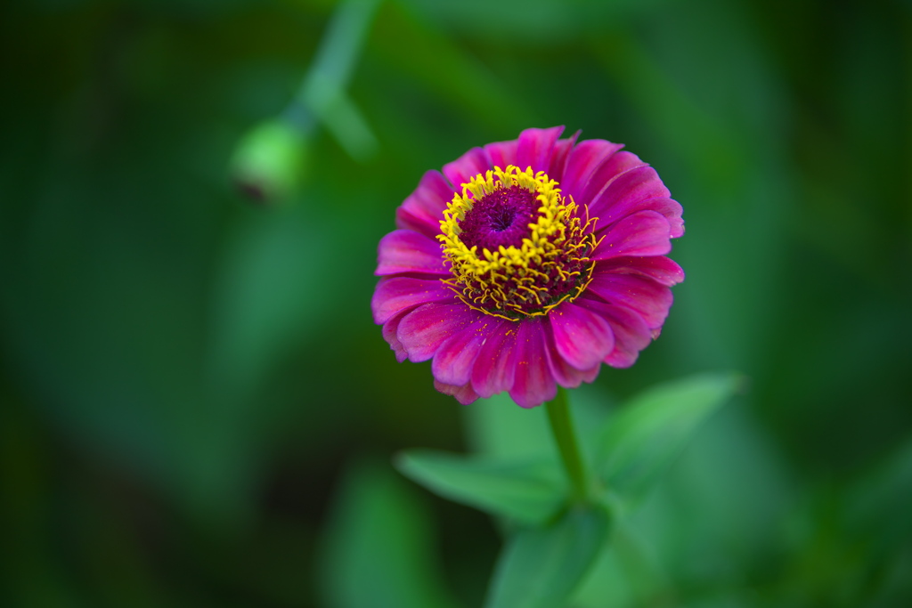 公園の花たち♪10