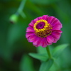 公園の花たち♪10