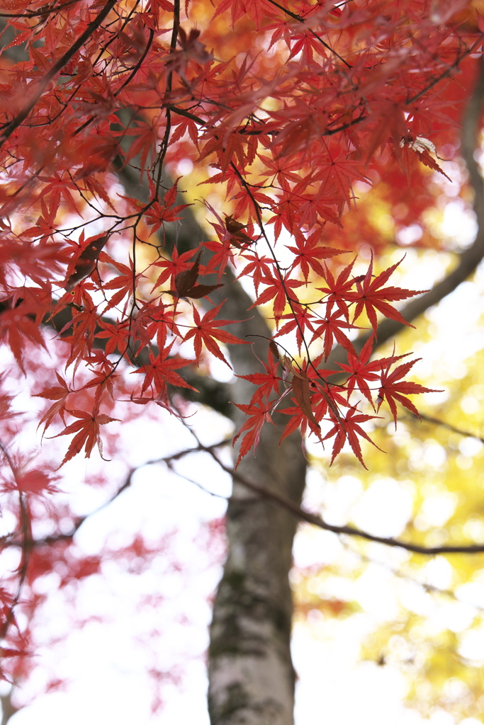 紅葉の頃・太平山♪7