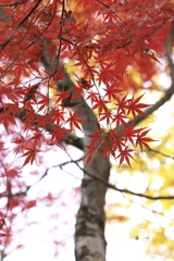 紅葉の頃・太平山♪7