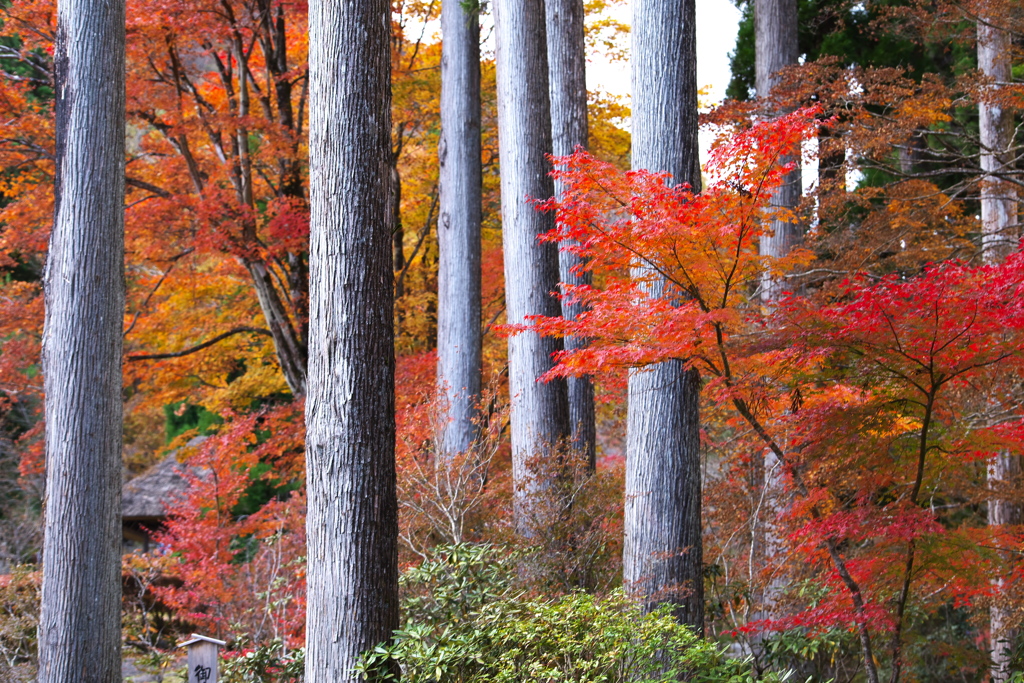 紅葉・古峯園♪8