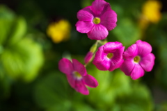 花を求めて♪1