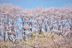 花彩祭♪4
