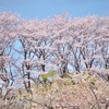 花彩祭♪4