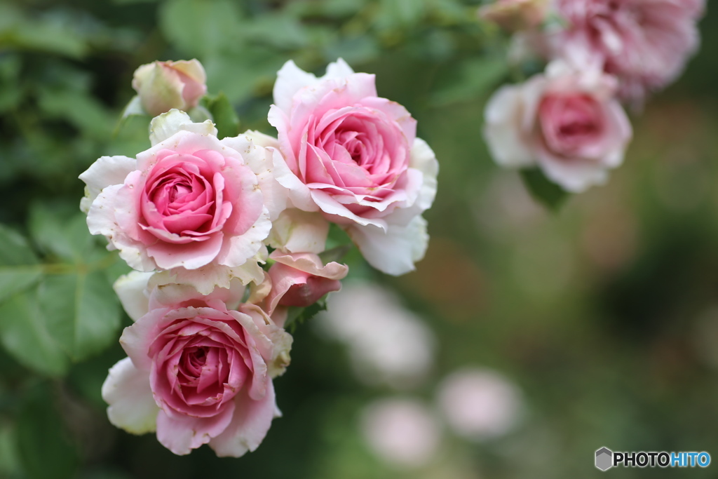 フラワーパークの夏♪３