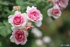 フラワーパークの夏♪３