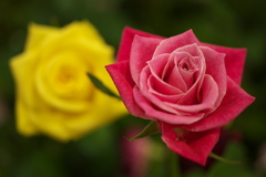 薔薇の香りに・・♪5