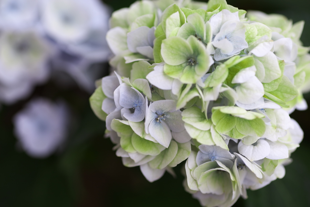紫陽花の夢♪５