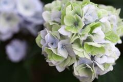紫陽花の夢♪５