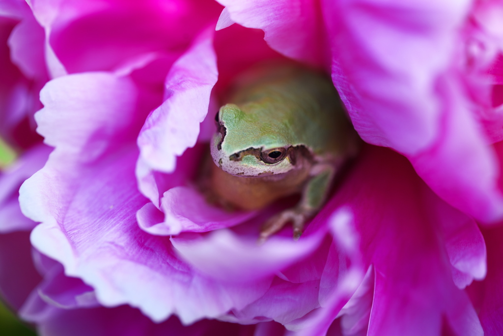 芍薬畑で微笑んで♪5