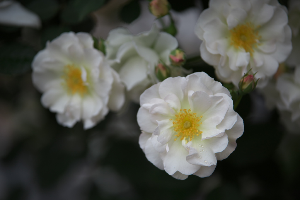 雨の日の薔薇♪3