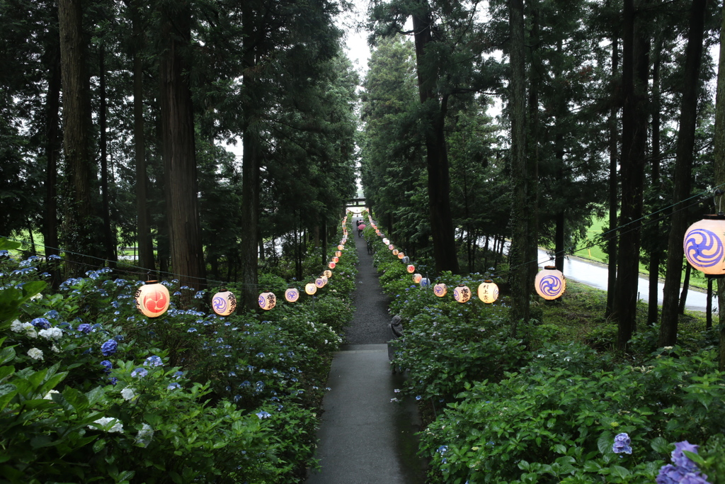 礒山神社の紫陽花♪20