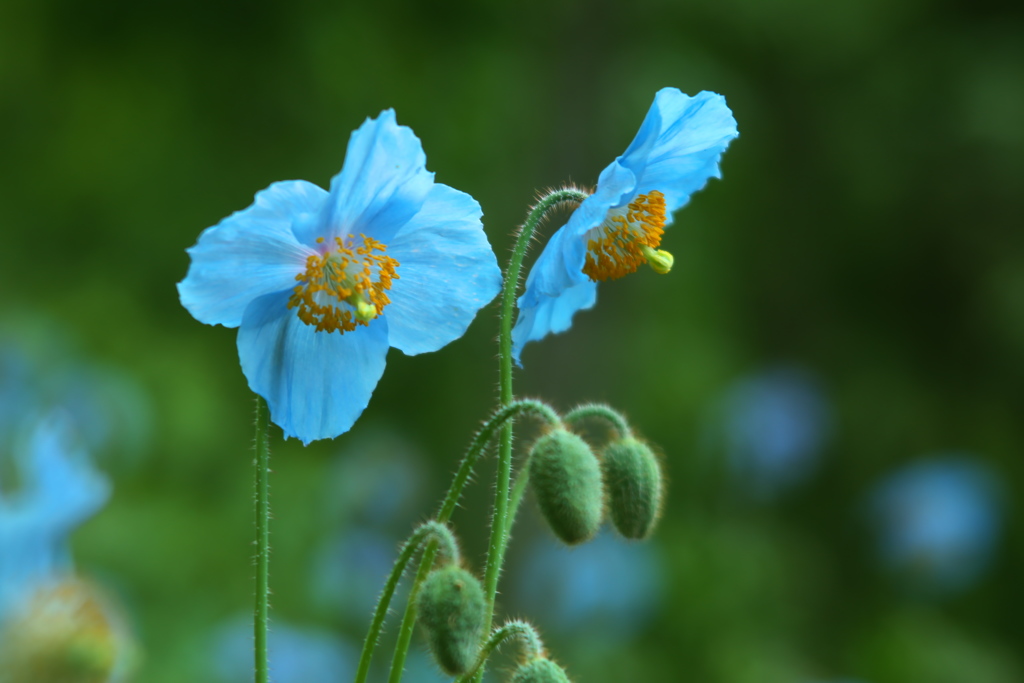 ヒマラヤの青いケシ♪5