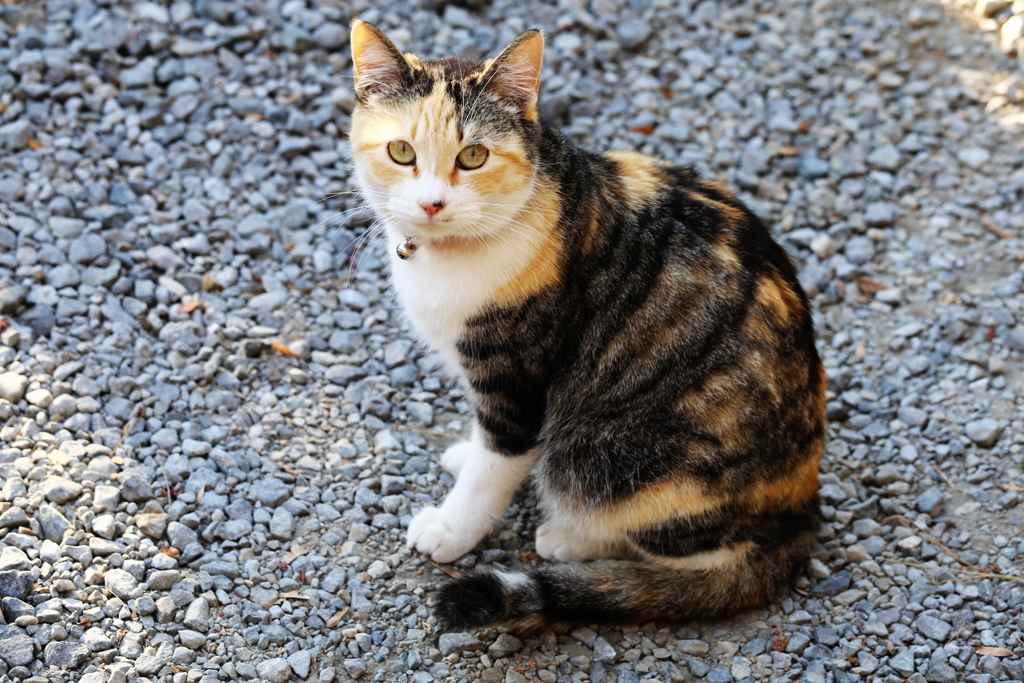 唐沢山の猫さん♪１