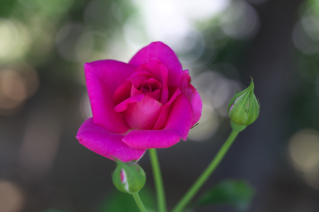 真夏のフラワーパーク♪10