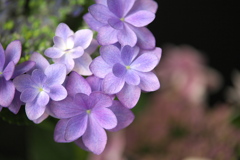 紫陽花展Ⅰ♪1