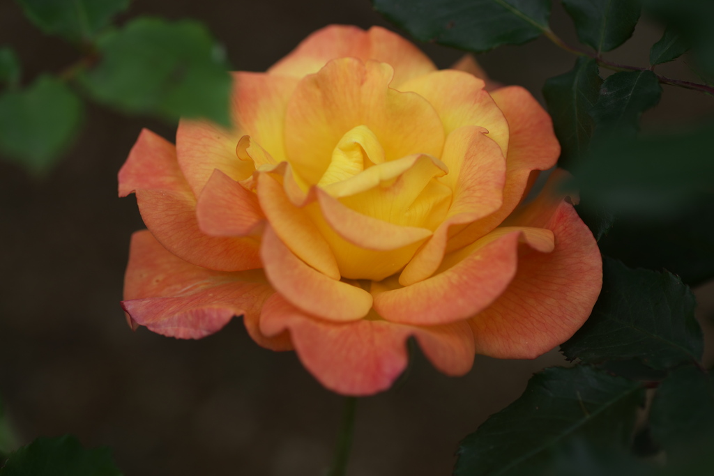 初夏のフラワーパーク♪8