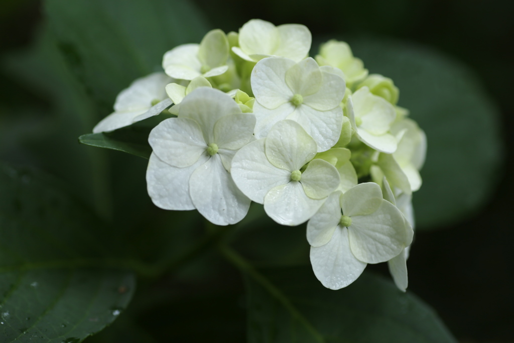 礒山神社の紫陽花♪3